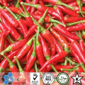 Polvo de chile rojo seco de alta calidad a bajo precio